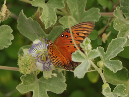 Gulf Frittilary Butterfly feeding on Passion Flower