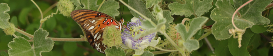 Gulf Frittlary butterfly feeding on Passion flower