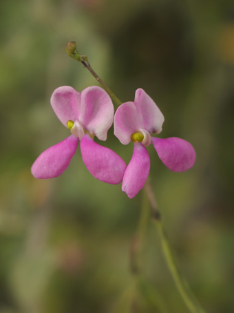Slim Jim bean flowers