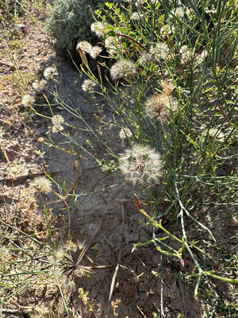 Slender Poreleaf fruit