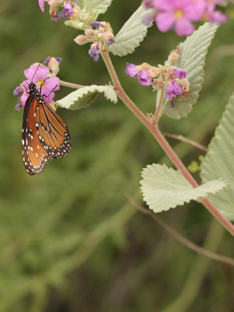 Queen butterfliy on Teabush flower