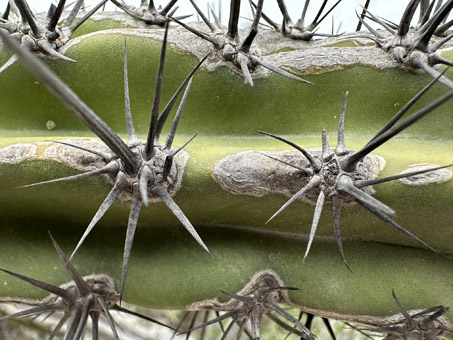 Galloping Cactus spines