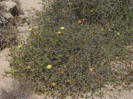 Algodón cimarrón