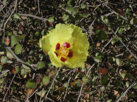 Flor de Algodón cimarrón
