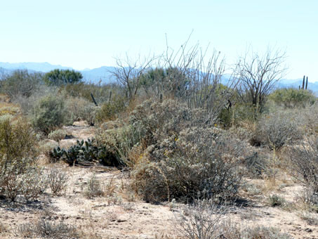 Matorral desértico mixto en Punta Chivato