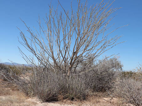 matorral desértico mixto en Punta Chivato