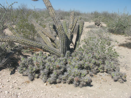 Matorral desértico mixto en Punta Chivato