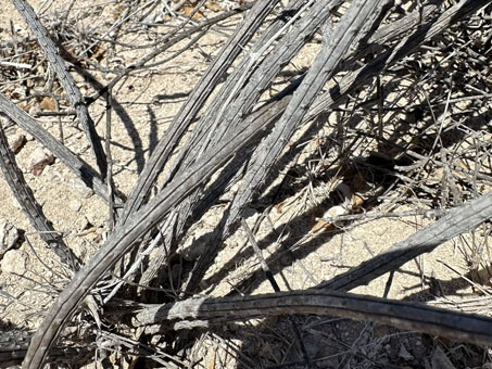 los tallos de Wilcoxia striata