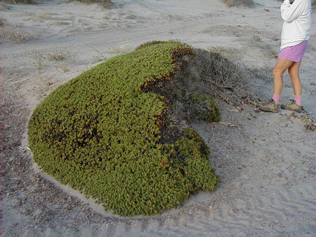 planta de Xanthisma incisifolia