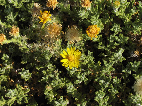 Flores de Xanthisma incisifolia