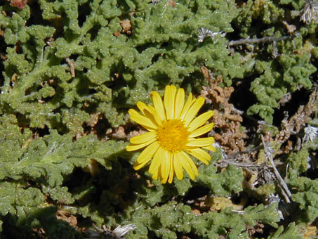 Flores de Xanthisma incisifolia