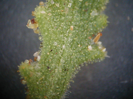 Hoja de Xanthisma incisifolia