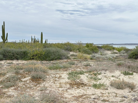 beach and dunes from shore