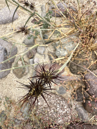 Giant Sandbur