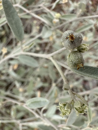 California Croton flowers and fruit