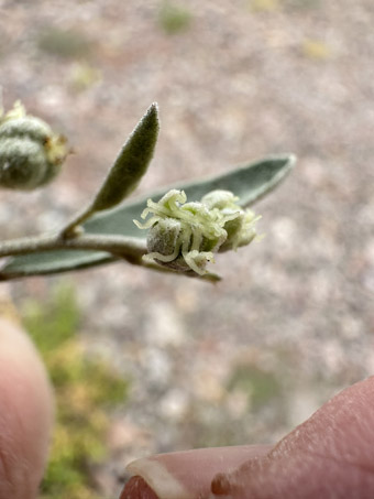 California Croton flowers