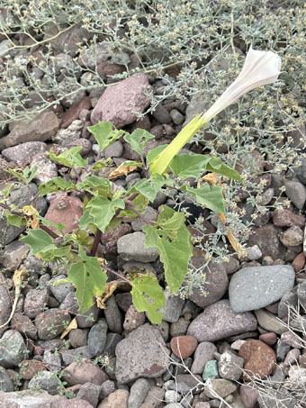 Desert Thornapple with flower