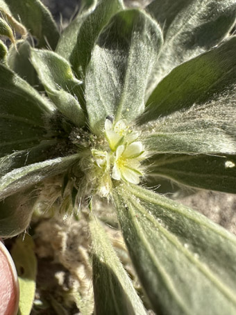 Sawtooth Ditaxis with flowers