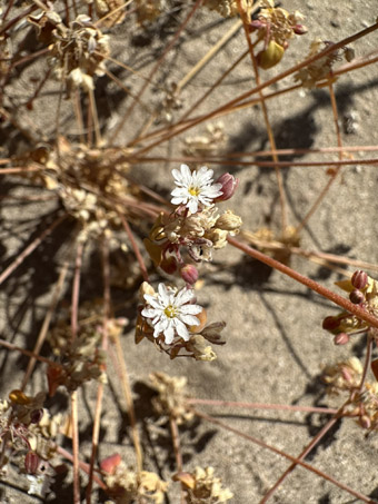 Drymary in flower