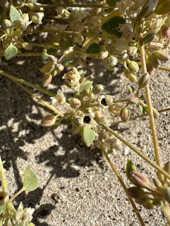 Drymary fruit with seeds