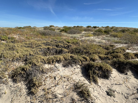 dune plants