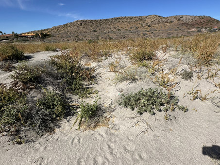 dune plants