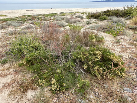 Sonoran Goldenbush on dunes