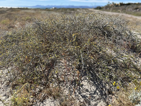 Limberbush