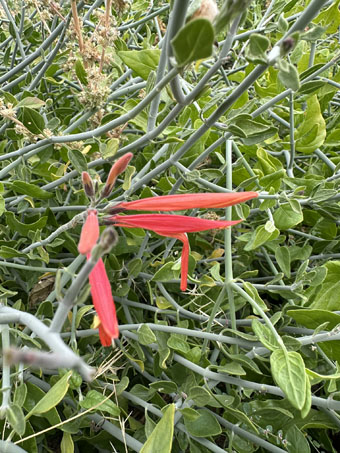 Magdalena Hummingbird plant in bloom