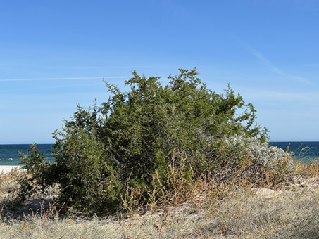 Desert thorn on dunes