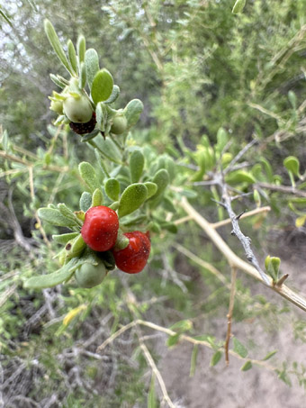 Desert thorn fruit