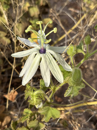 Palmer Passion Flower