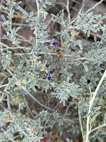 native bee collecting pollen on Psorothamnus emoryi