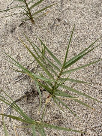 Beach Dropseed