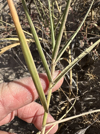 Beach Dropseed