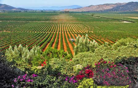 Campo vinicola en Valle de Guadalupe, BC