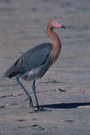 Reddish Egret