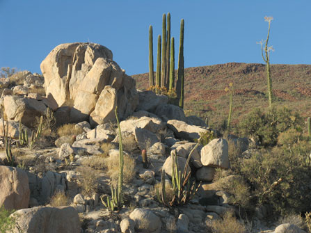 Valle de los Cirios