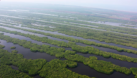 Las Marismas Nacionales de Nayarit