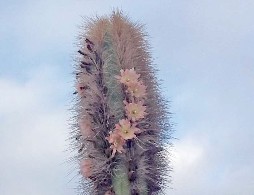 Garambullo, un cacto del desierto de Baja California